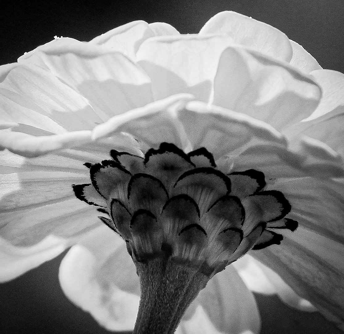 SEO for Product Pages: How to Rank Sales Pages for More Conversions 25 white flower in black and white photography