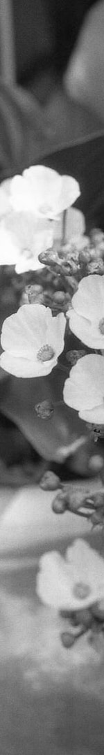 The Bulletproof Blueprint: How to Weaponize Keywords in Your Blog Marketing Campaigns 20 white flowers in grayscale photography