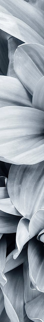 The Stupid-Simple Way Digital Product Creators Are Adding $3,000-$7,000 Per Month Without Creating New Products (And Why You're Probably Leaving This Money on the Table Right Now) 3 petals of flowers in garden