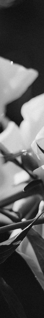 The "Lazy Blogger" Secret That's Making 6-Figures While Everyone Else Burns Out (And How You Can Steal This Method Starting Today) 9 close up of flowers in black and white