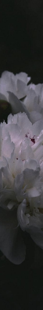 The Dirty Secret About Your Blog Traffic:98% of Your Visitors Leave Forever— Unless You Do This 4 close up of white flowers