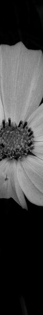 The "Steal This Template" Method: How 3 Simple Blog Layouts Turned My Dead Website Into a $47K/Month Lead Machine (Without Writing Skills or Tech Know-How) 10 flowers in black and white