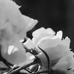 close up of flowers in black and white