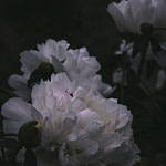 close up of white flowers