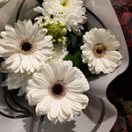 high angle view of white flowers