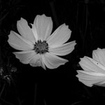 flowers in black and white