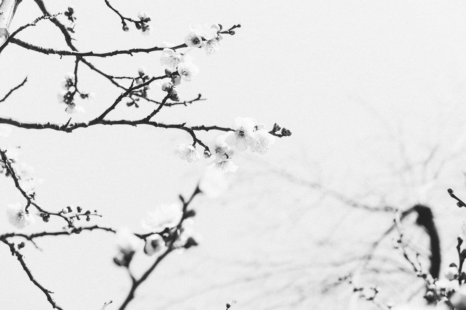 Stop Guessing With Your SEO: The Weekend Split Test Method That Actually Works 18 branches of a tree covered with snow