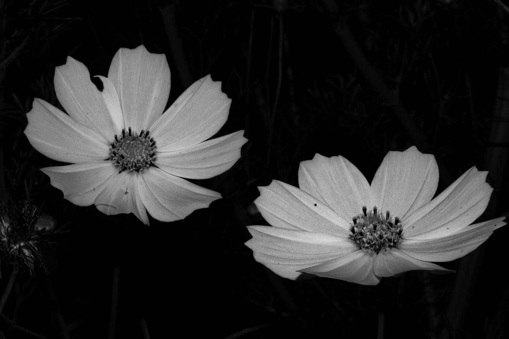 The "Steal This Template" Method: How 3 Simple Blog Layouts Turned My Dead Website Into a $47K/Month Lead Machine (Without Writing Skills or Tech Know-How) 12 flowers in black and white