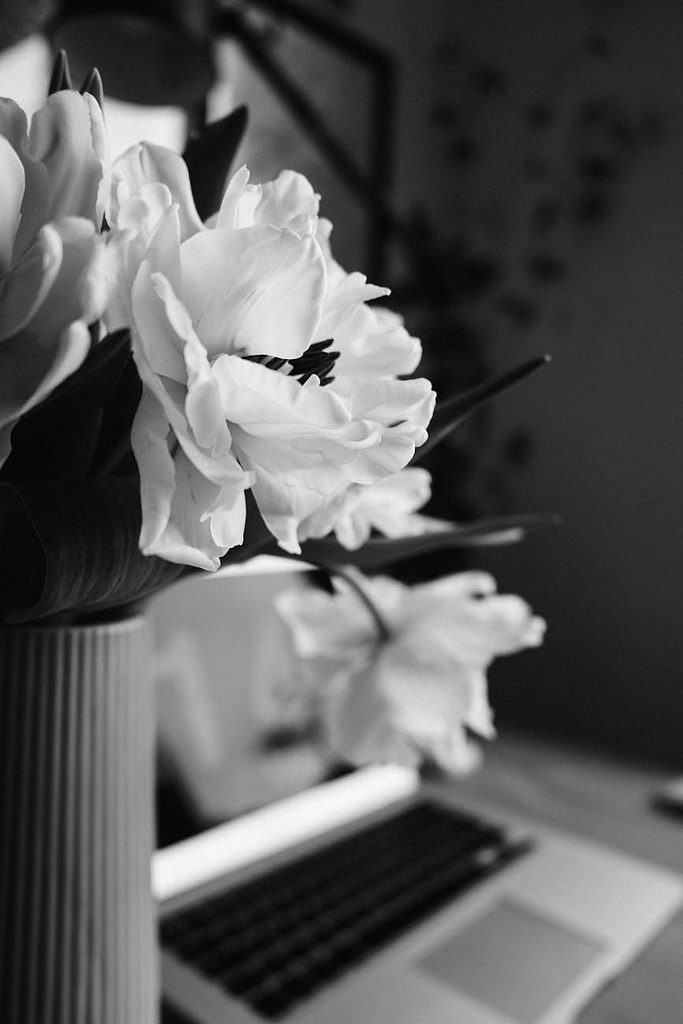 close up photo of white flowers