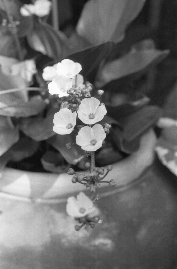 white flowers in grayscale photography