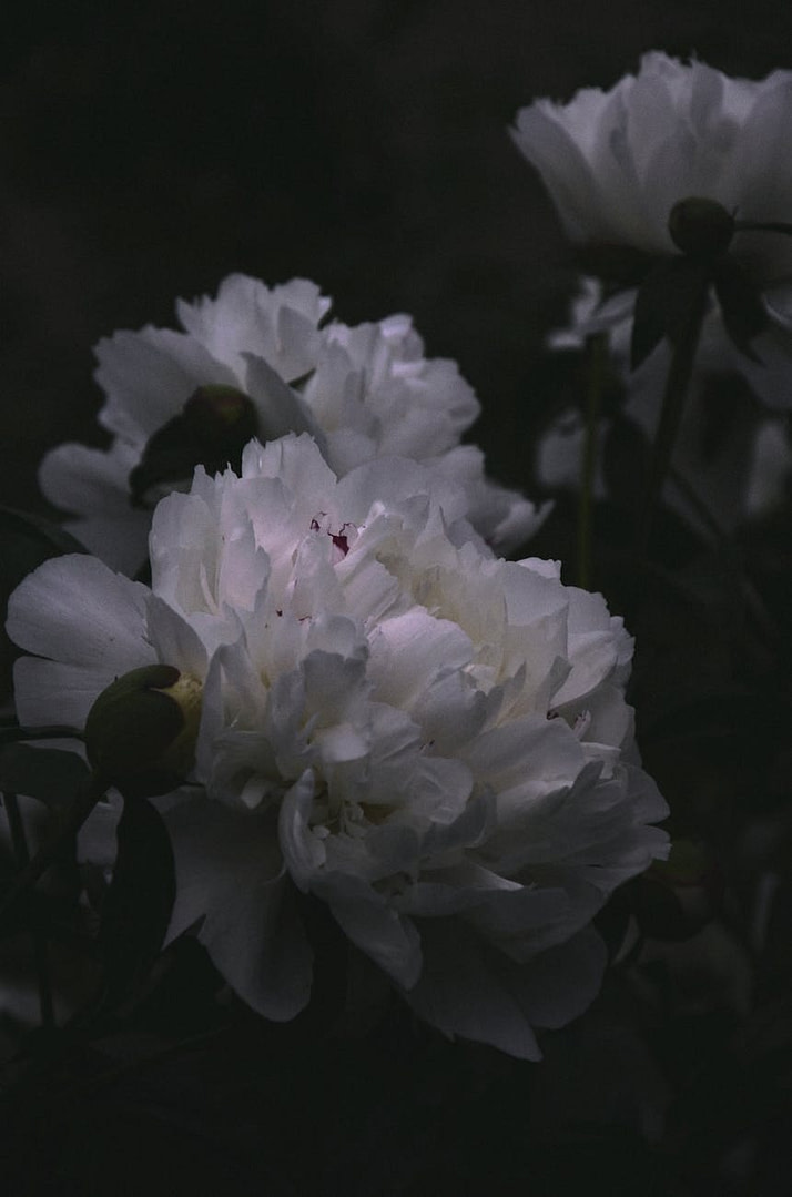 The Dirty Secret About Your Blog Traffic:98% of Your Visitors Leave Forever— Unless You Do This 6 close up of white flowers