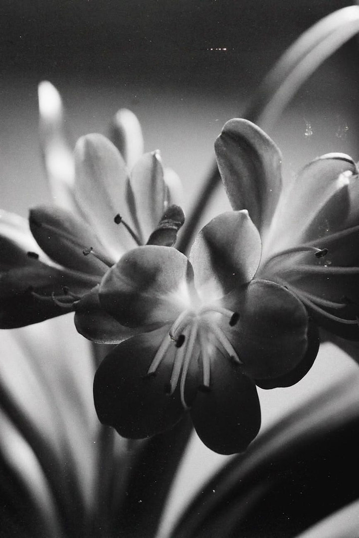 Top Analytics Services to Track Blogging Content Performance in 2025 (Updated November 2025) 1 analytics Black and white flower close-up