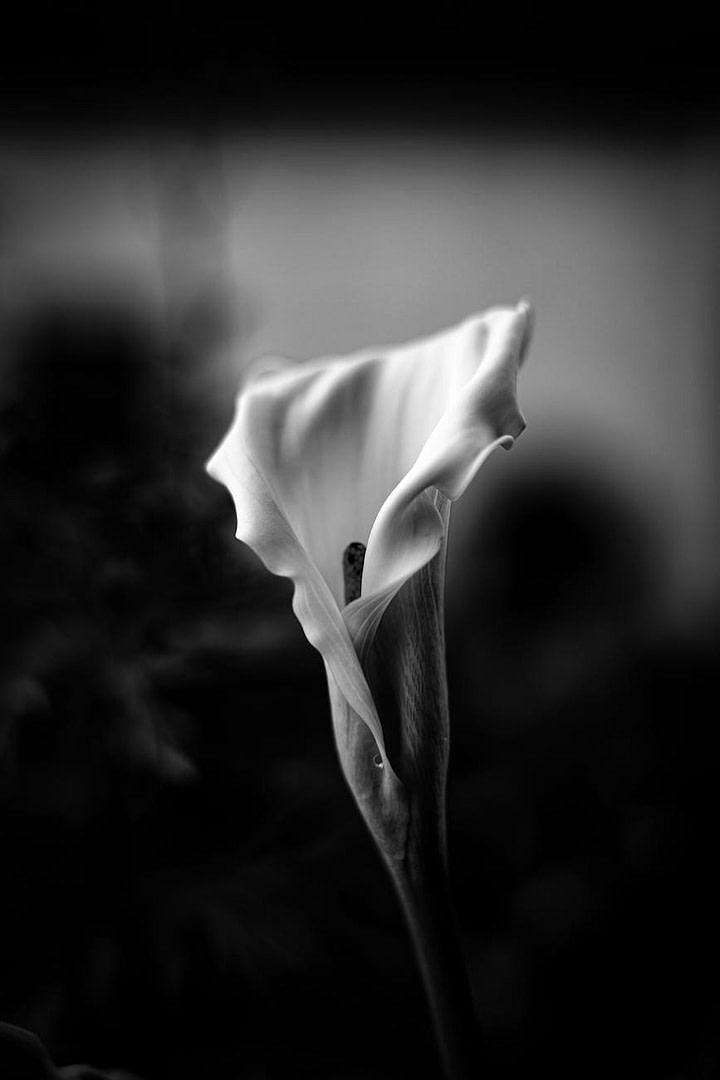 AI Content Gap Analysis: How to Find Hidden Traffic in 2026 (While Your Competitors Stay Blind) 16 elegant black and white calla lily close up