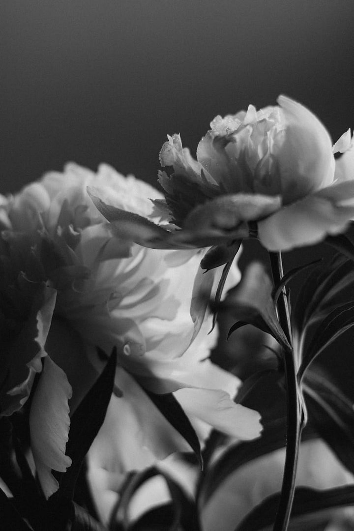 The Honest Scarcity Blueprint: How to Boost Digital Product Sales 347% Without Destroying Customer Trust 1 ethical scarcity marketing, digital product sales strategies, honest urgency tactics, increase conversion rates, customer trust building, fake scarcity alternatives, cohort launch model, Frank Kern marketing, NLP sales techniques, digital marketing ethics, scarcity psychology, launch strategy, email marketing honesty close up of rose flowers