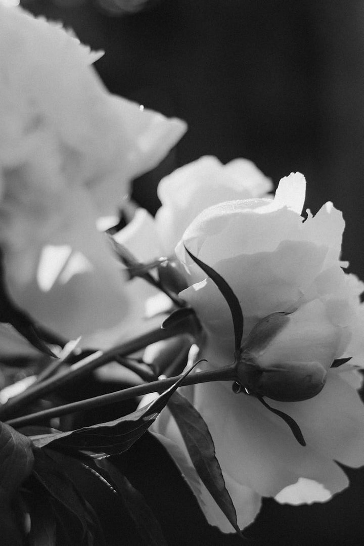 The "Lazy Blogger" Secret That's Making 6-Figures While Everyone Else Burns Out (And How You Can Steal This Method Starting Today) 11 close up of flowers in black and white