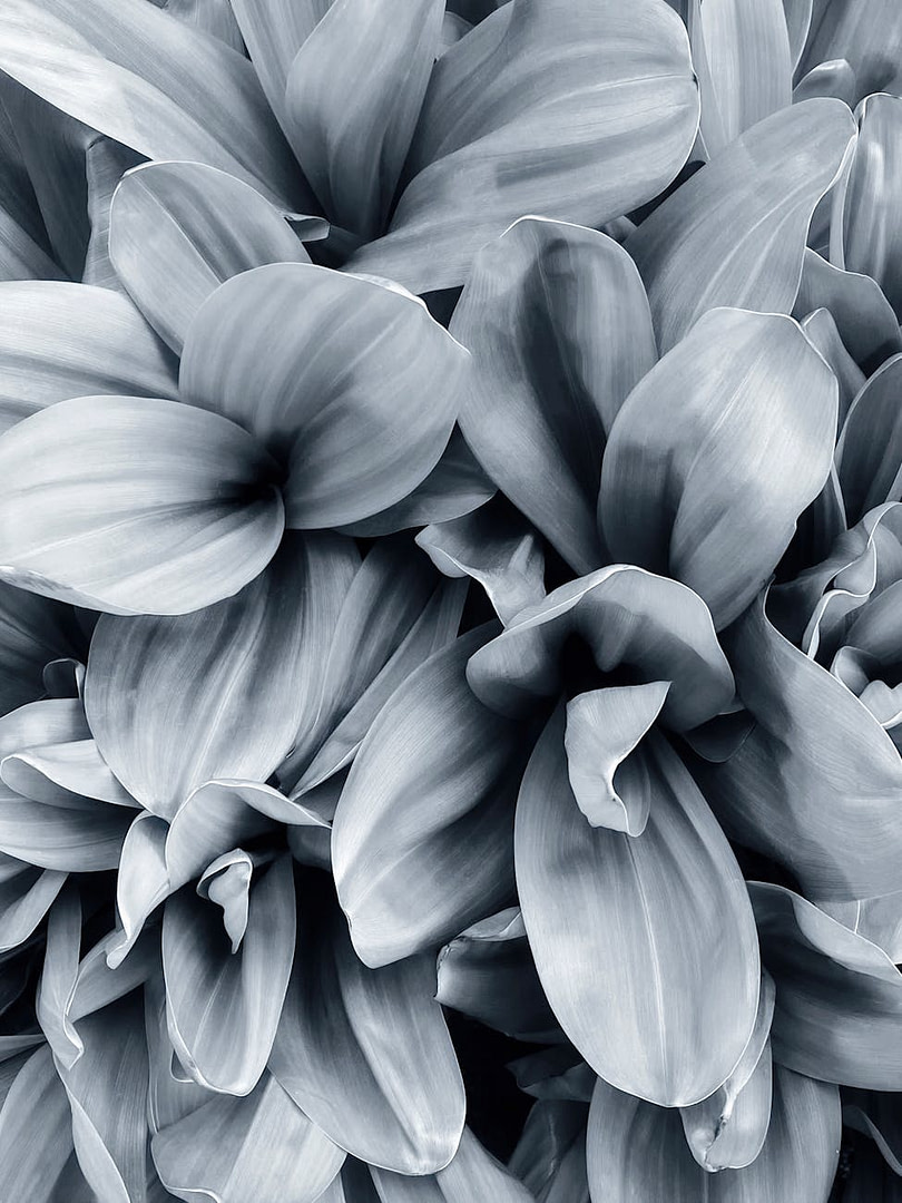 The Stupid-Simple Way Digital Product Creators Are Adding $3,000-$7,000 Per Month Without Creating New Products (And Why You're Probably Leaving This Money on the Table Right Now) 15 petals of flowers in garden