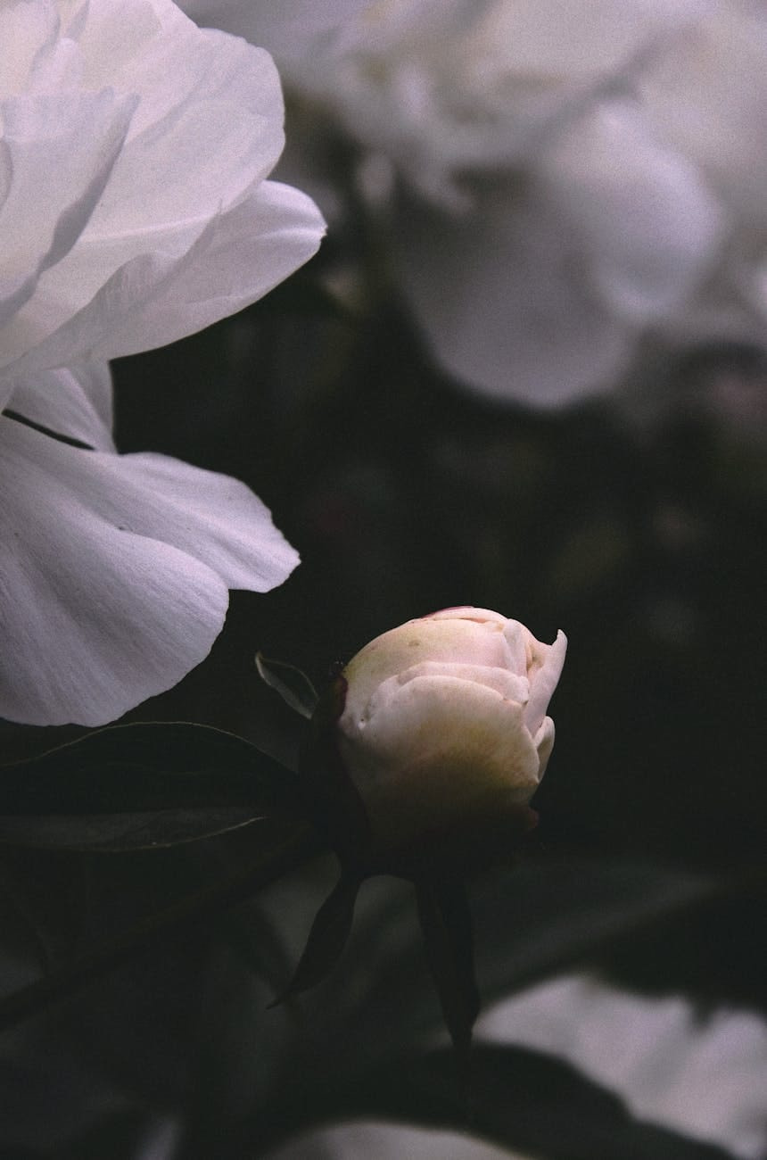 how to turn freelance skills into digital products white flowers in nature